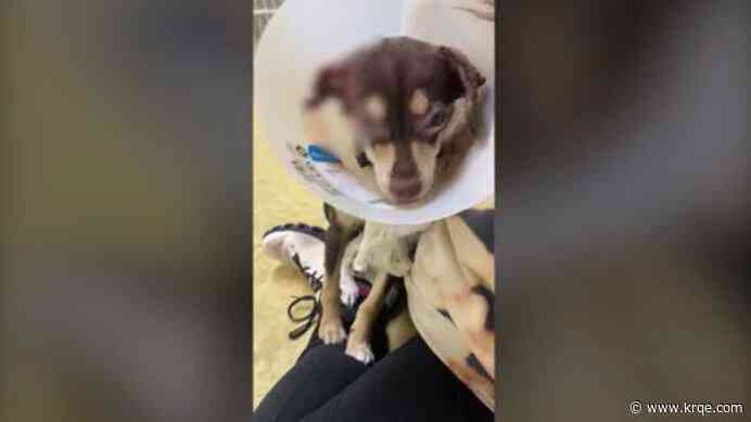 Hobbs puppy beaten, set on fire, and left with third-degree burns