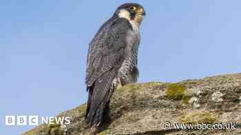 Ely Cathedral tower tours suspended to encourage falcons to lay