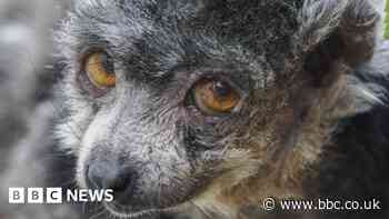 McLovin the lemur sets age record after death, sanctuary claims