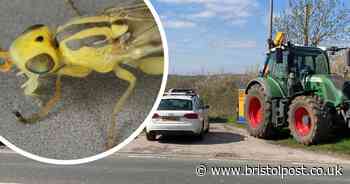 Disputed hedge at Yew Tree Farm 'saved' by discovery of new kind of grass fly