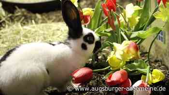 Von der Dult bis zum Osterhasen im Zoo: Das ist über die Feiertage geboten