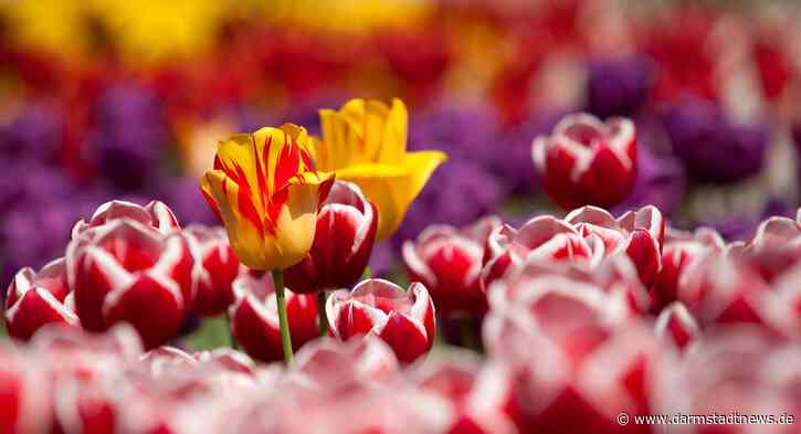 Was man im Frühling unternehmen kann: Tipps auf www.darmstadt-dieburg-entdecken.de