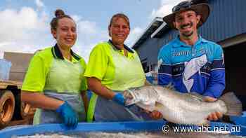Record barramundi harvest for Easter