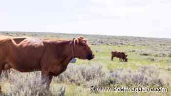 Virtual fencing for beef cattle