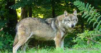Auswertung von Genproben: Wolf südlich von Coburg nachgewiesen