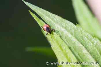'Deadly' tick-borne virus likely in the UK - how to stay safe