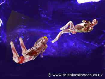 Three Highgate art gallery hosts debut show by Kazakh artist