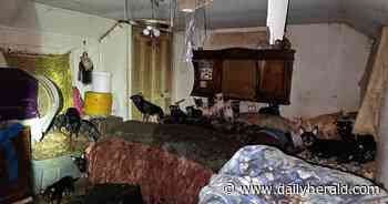 Northbrook's Border Tails Rescue takes in 43 Chihuahuas from Indiana hoarding case