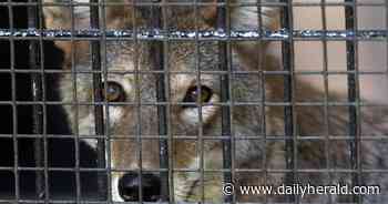 A new home for Rocky: Work underway on new home for River Trail coyote