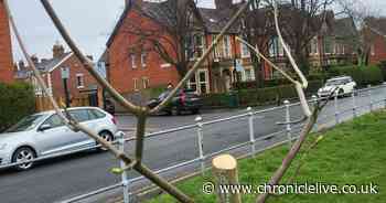 Outrage after newly-planted trees damaged in 'clinical execution' at Jesmond playing fields