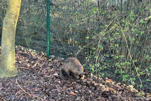7 april is internationale beverdag, man filmt bever op klaarlichte dag aan Esmoreitlaan