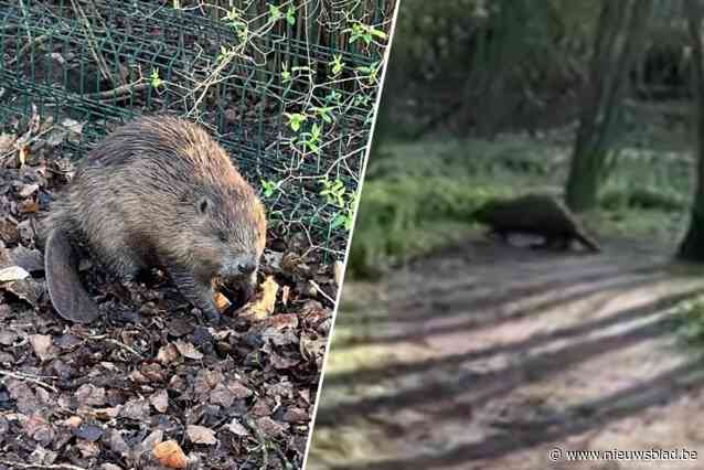 Bever op klaarlichte dag gespot aan parkje op Linkeroever