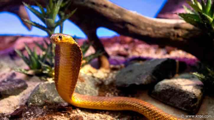 Snnaaake! S. African pilot finds deadly cobra under his seat while inflight