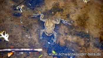 Amphibien-Helfer in Wildberg: Ein ungewöhnliches Taxi für Kröten und Molche