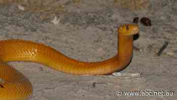 Snake on a plane: Pilot makes emergency landing after finding venomous cobra under his seat