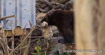 Wild Place visitors spot first glimpse of tiny baby wolverines