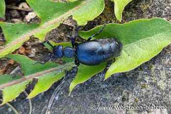 Ölkäfer-Alarm auch in Brakel