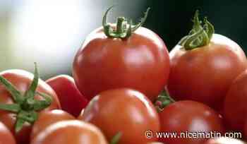 Des tomates en grappe contaminées par un fongicide rappelées dans toute la France