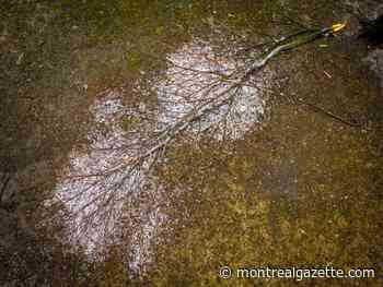 Montrealers after the ice storm: Takeout, playing cards and reading by iPhone light
