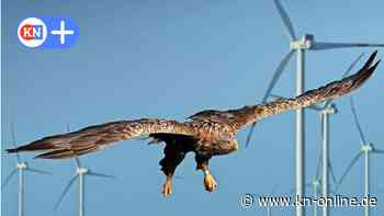 Neue Windkraftanlagen im Kreis Plön: Kampf um den Schutz der Seeadler