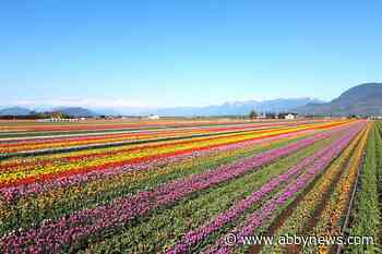 Abbotsford Tulip Festival is back in a new – and bigger – location for 2023