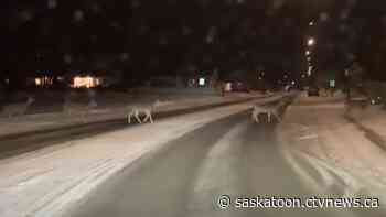 Oh, deer; Video captures growing herd in Saskatoon neighbourhood