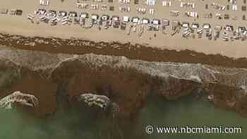 Why is There So Much Sargassum Seaweed on South Florida's Beaches This Year?