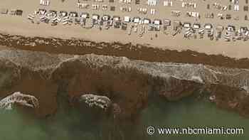 Why is There So Much Sargassum Seaweed on South Florida's Beaches This Year?
