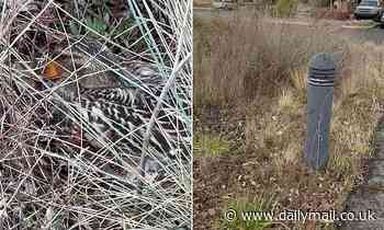 Can YOU spot the duck? Internet goes crazy over camouflaged animal in new video