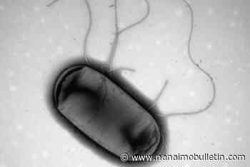 SFU researchers looking to fight drug-resistant superbugs