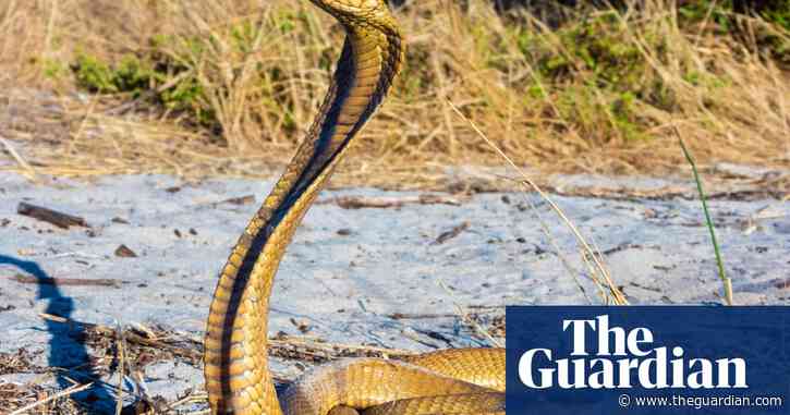Snake on a plane forces South African pilot to make emergency landing