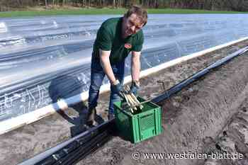 Spargelernte angelaufen