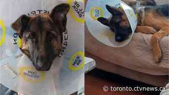 Woman warns about cheap pet toy after it leads it $8,100 surgery for dog