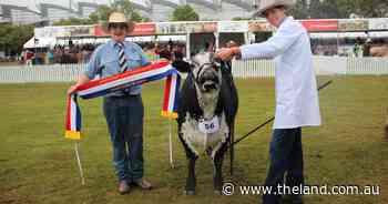 St Stanislaus College takes champion trade steer