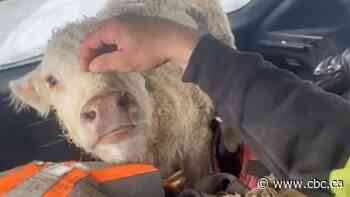 Manitoba men earn social media fame for rescuing newborn calf after spring snow storm