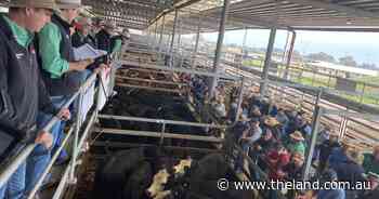 Weaner steers at Wodonga sold to $1600