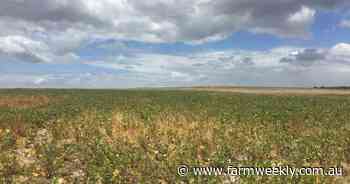 'Underrated' crop shows success in trials