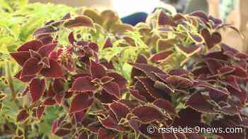 It's almost time to plant outdoors: Here's what you need to do now