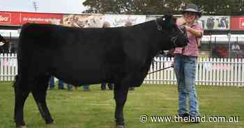 Purebred steers to 850 cents in auction