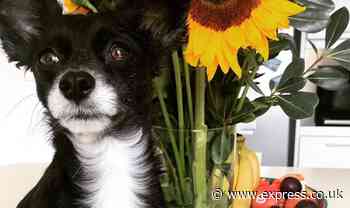 Tiny dog causes panic after it scoffed entire Easter egg almost the same size as it