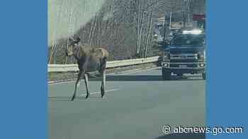 WATCH:  Traffic slows for moose on Massachusetts roadway