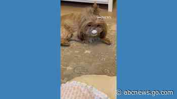 WATCH:  Sneaky Shih Tzu borrows pacifier from baby