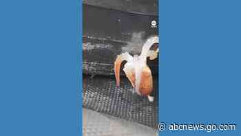 WATCH:  Tiny stowaway octopus returned to ocean