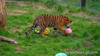 WATCH:  Animals at London zoo receive Easter treat surprise