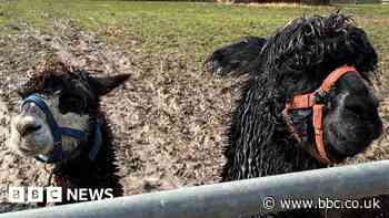 North Ferriby disability charity animals 'traumatised' after joyriders ram fence