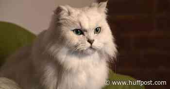 Cat Food Brand Will Let Humans Eat Its Latest 'Fancy Feast'