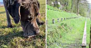 Kronach: Tierheim und Hundebesitzerin warnen vor Giftködern - "es war Horror"