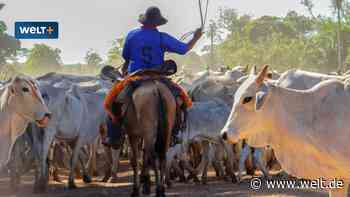 Regenwald in Brasilien retten? Deutschlands Rindfleisch-Kalkül geht gründlich schief