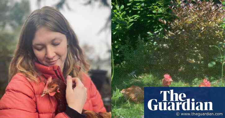 Want free eggs? Don’t buy chicks – rescue hens