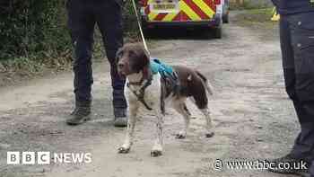 South West Water enlists dogs to sniff out leaks